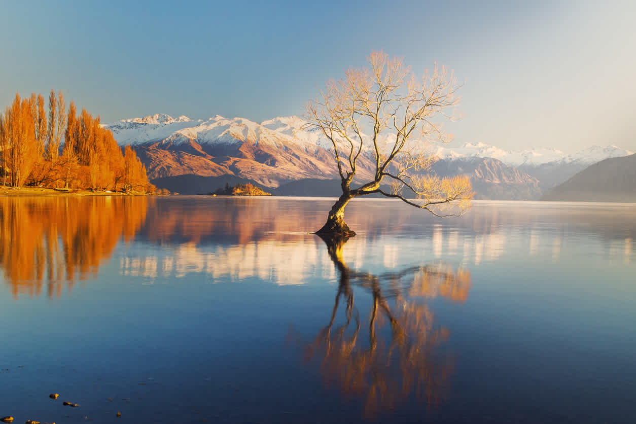 A lonesome tree in the Lake Wanaka with snowy mountains at the background, New Zealand.