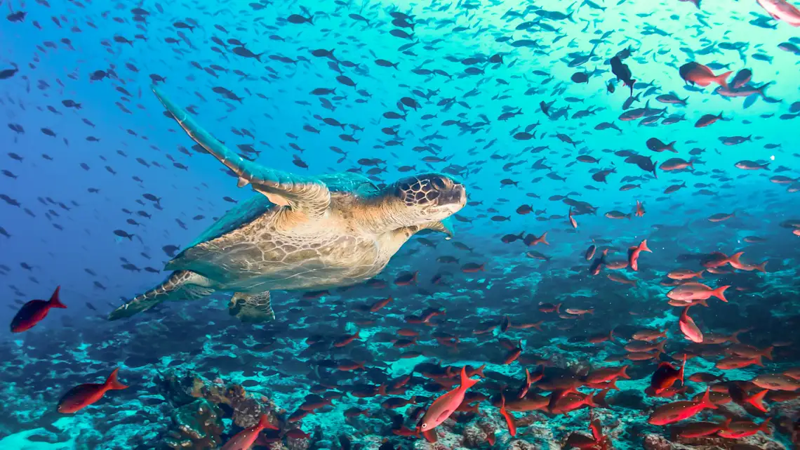 Tortue et poissons dans l'eau