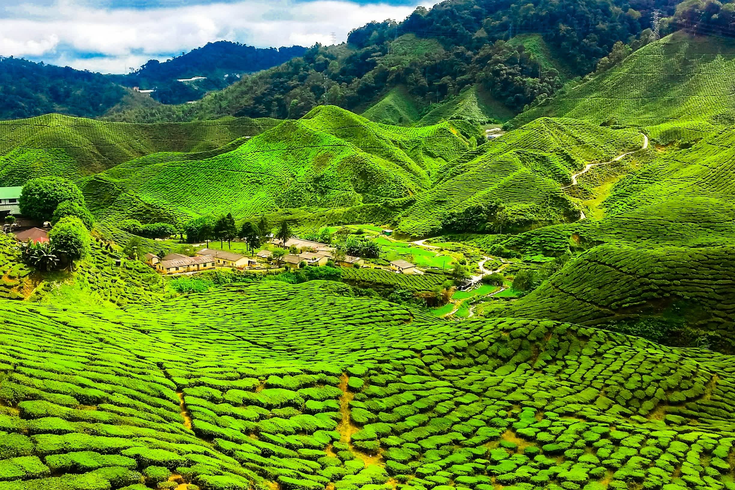 Plantation de thé vert dans les Cameron Highlands, Malaisie