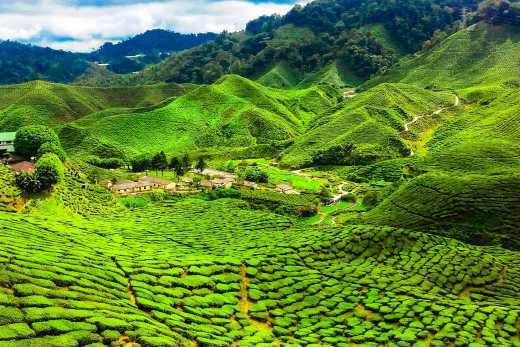 Grüne Teeplantage in Cameron Highlands 