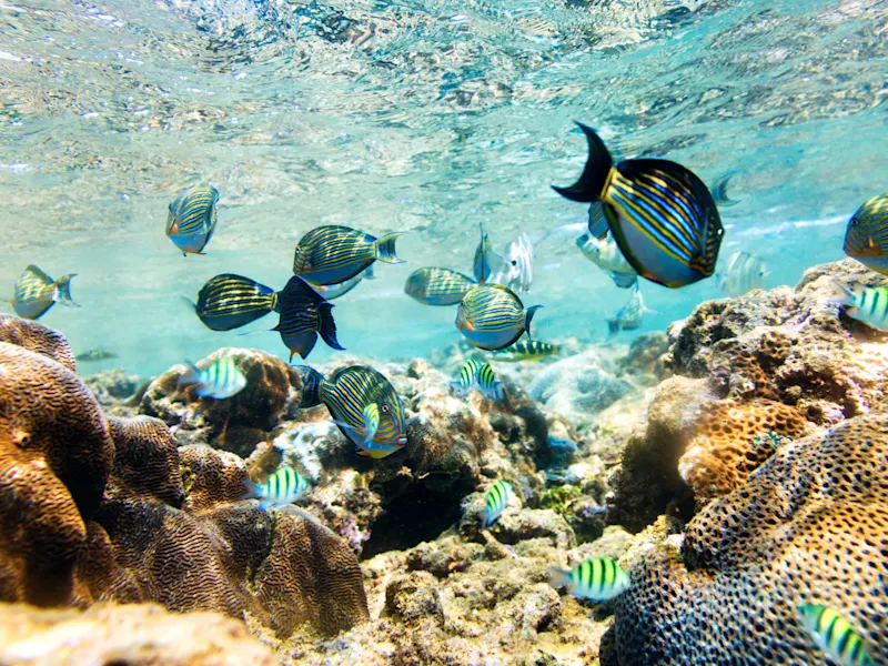 Des coraux multicolores et des poissons tropicaux nagent dans une eau claire et baignée de soleil.