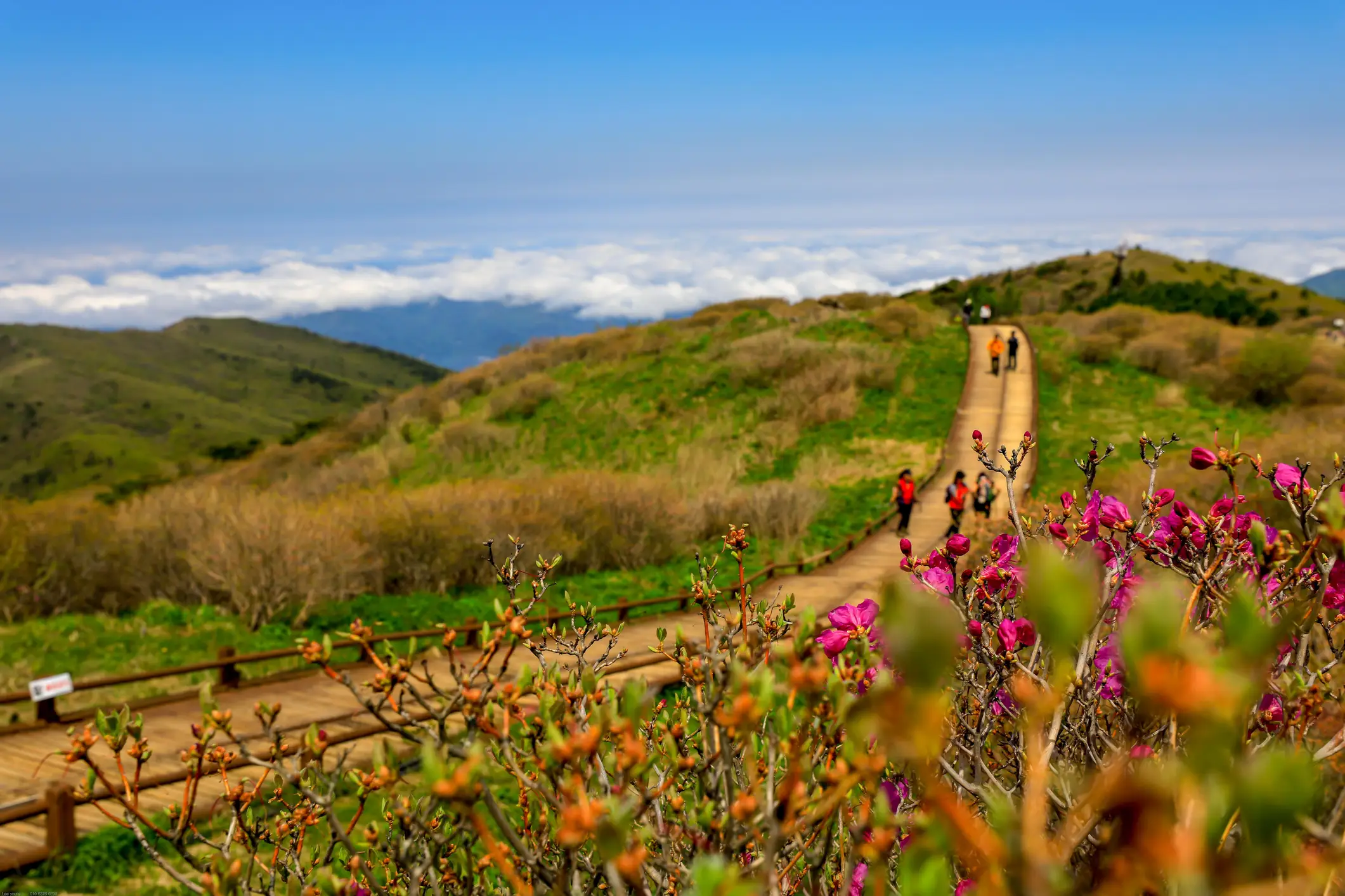 Südkorea, Jirisan-Nationalpark Landschaft mit blühenden Blumen und die Berge im Hintergrund, Jirisan-Nationalpark, Südkorea.