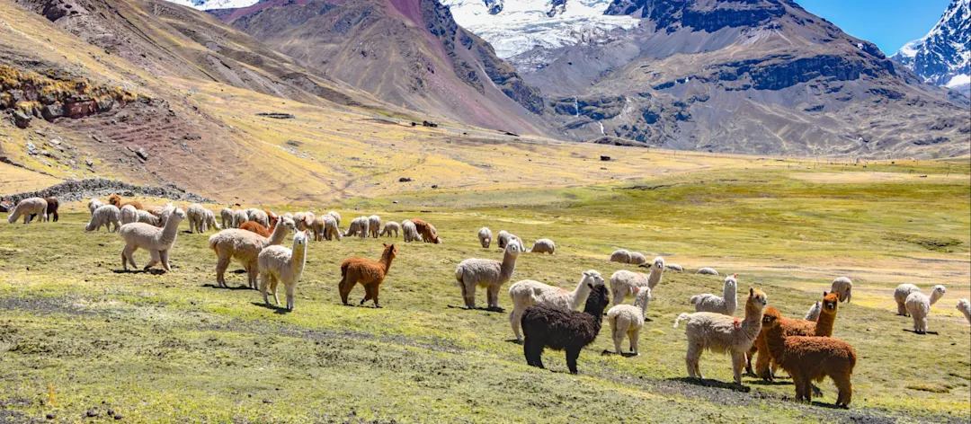 Lamas und Alpakas auf einer Wiese im Tal, im Hintergrund hohe schneebedeckte Berge