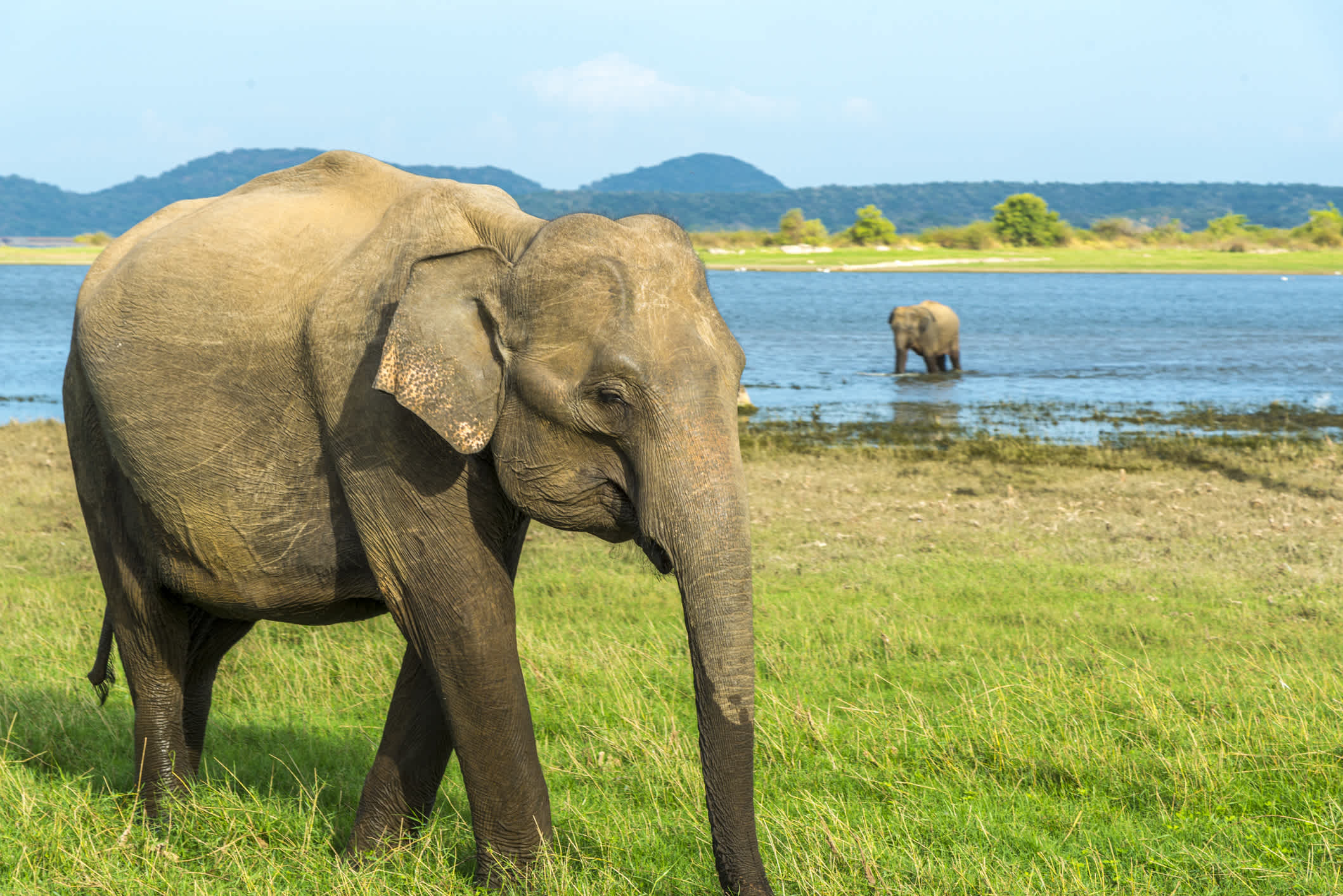 Asiatischer Elefant, elephas maximus maximus. Sri Lanka in der Nähe eines Sees