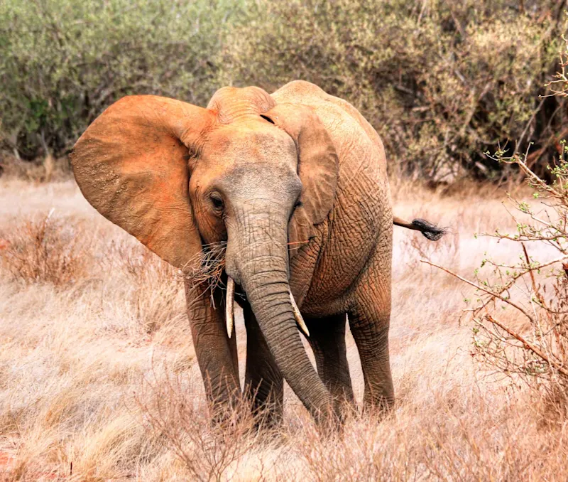 Malindi, Kilifi, Kenia Afrikanischer Elefant mit roter Erde auf der Haut in trockener Savanne. Malindi, Kilifi, Kenia.
