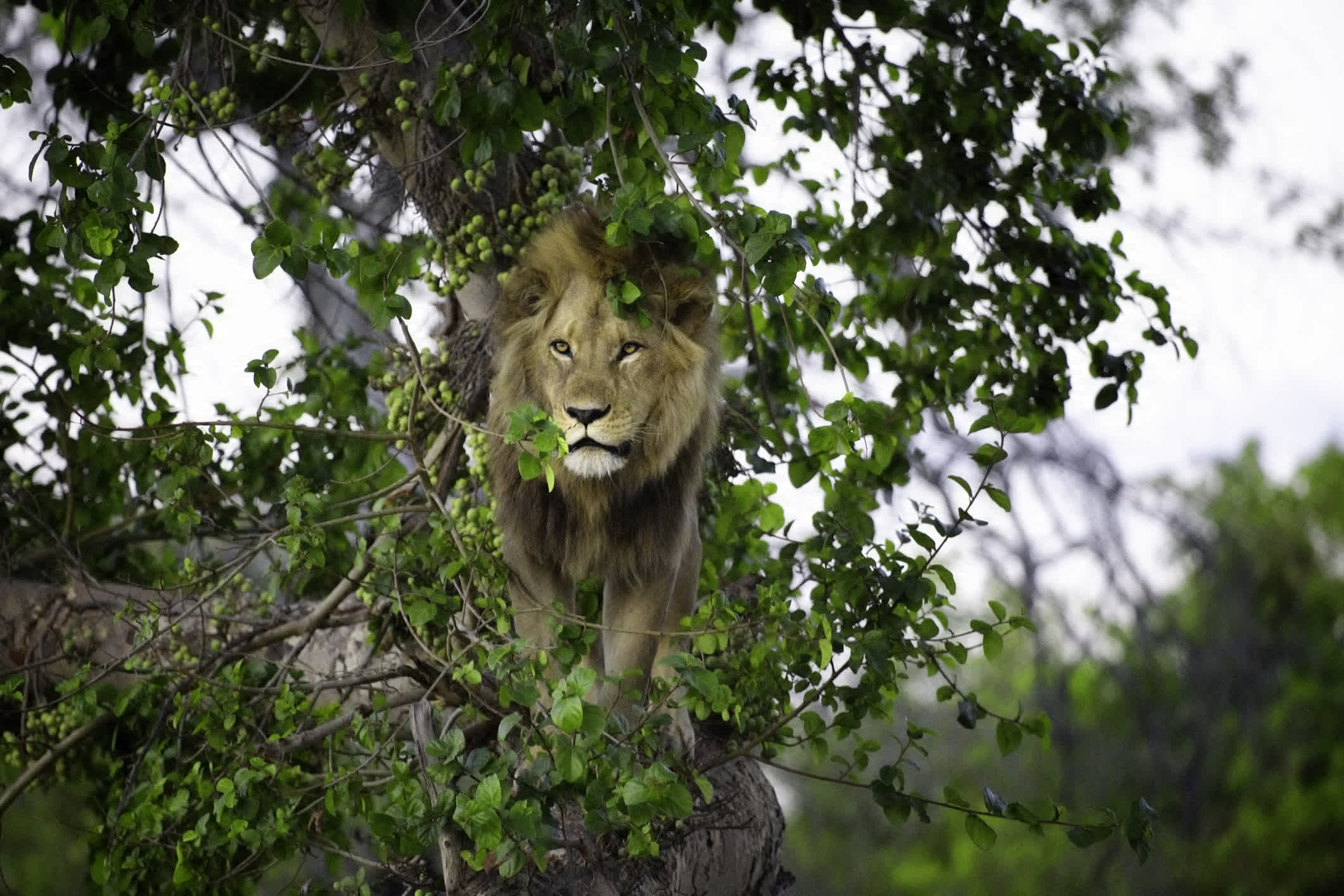 Un lion dans la réserve de chasse de Moremi au Botswana