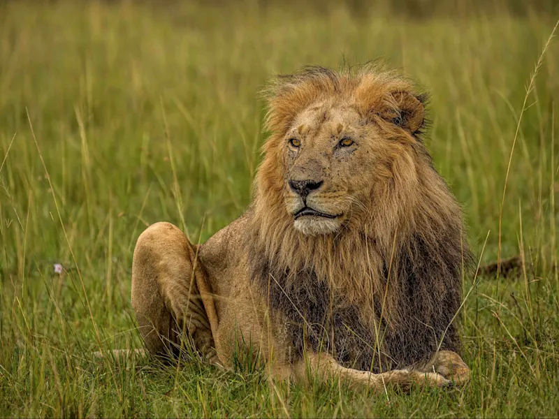 Masai Mara, Narok, Kenia Männlicher Löwe mit dunkler Mähne ruht im hohen Gras der Savanne. Masai Mara, Narok, Kenia.