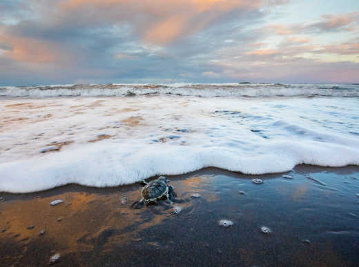 Schildkröte am Strand auf dem Weg ins Meer