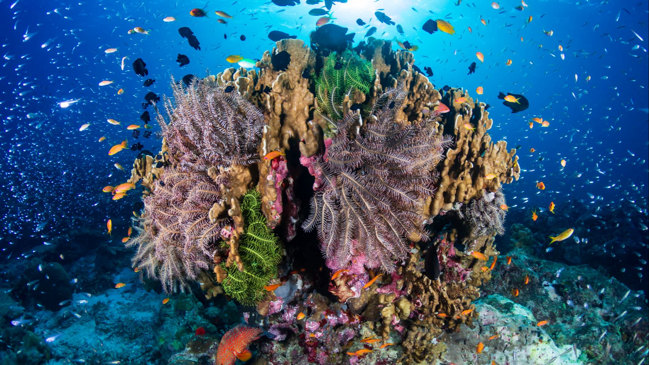 Récif corallien avec des poissons multicolores