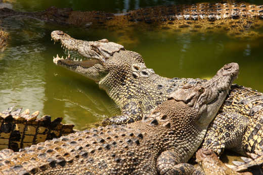 Parc Crocodylus de Darwin