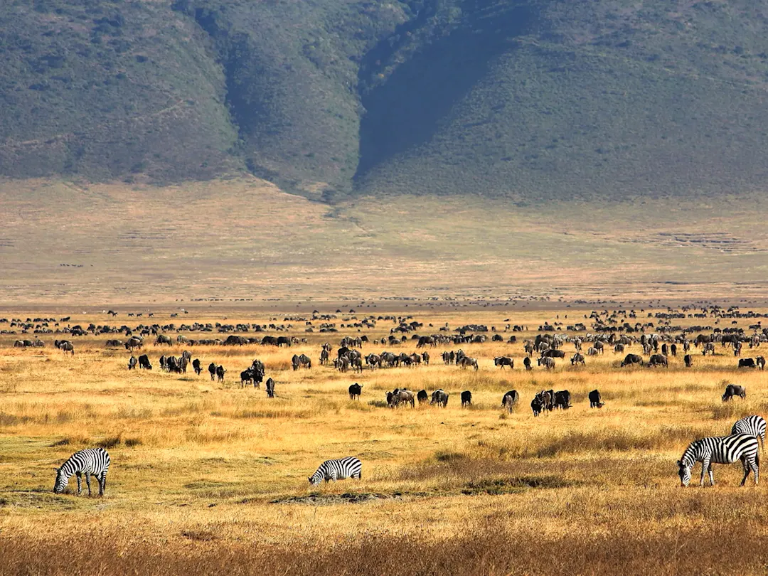 Weite Ebene mit Zebras und Gnus in der Ngorongoro-Kraterlandschaft. Ngorongoro, Tansania.