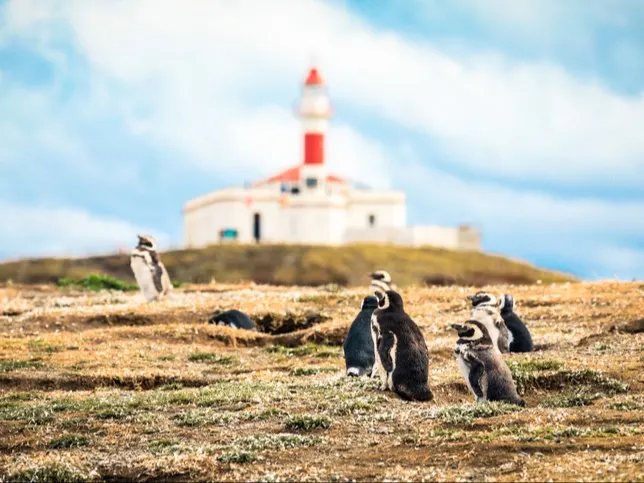 Punta Arenas, Magellan-Pinguine, Chile Magellan-Pinguine auf der Isla Magdalena mit einem Leuchtturm im Hintergrund. Punta Arenas, Magallanes, Chile.