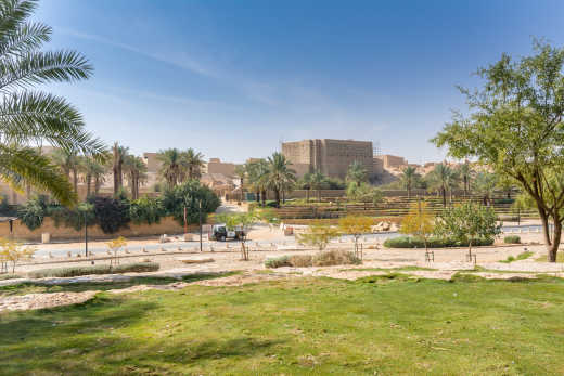 Grüne Dattelbäume wachsen im Park in Riad, Saudi-Arabien.


