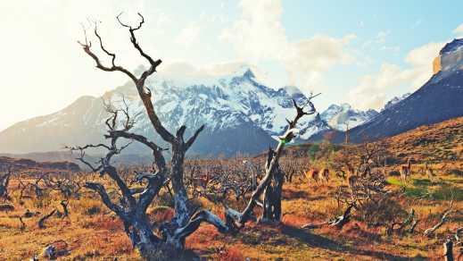 Landschaft mit abgestorbenen Bäumen im Torres del Paine Nationalpark Chile