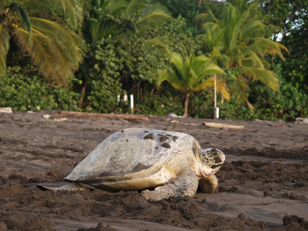 Costa Rica, Meeresschildkröte Meeresschildkröte