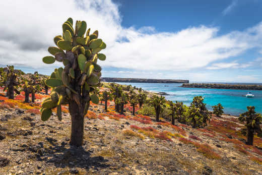 Cactuses in  South Plaza Island, Galapagos Islands, Ecuador.