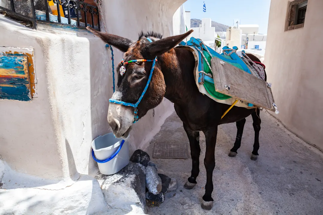 Griechenland, Santorin, Pyrgos Esel wartet auf einer Straße in Pyrgos, Santorin, Griechenland