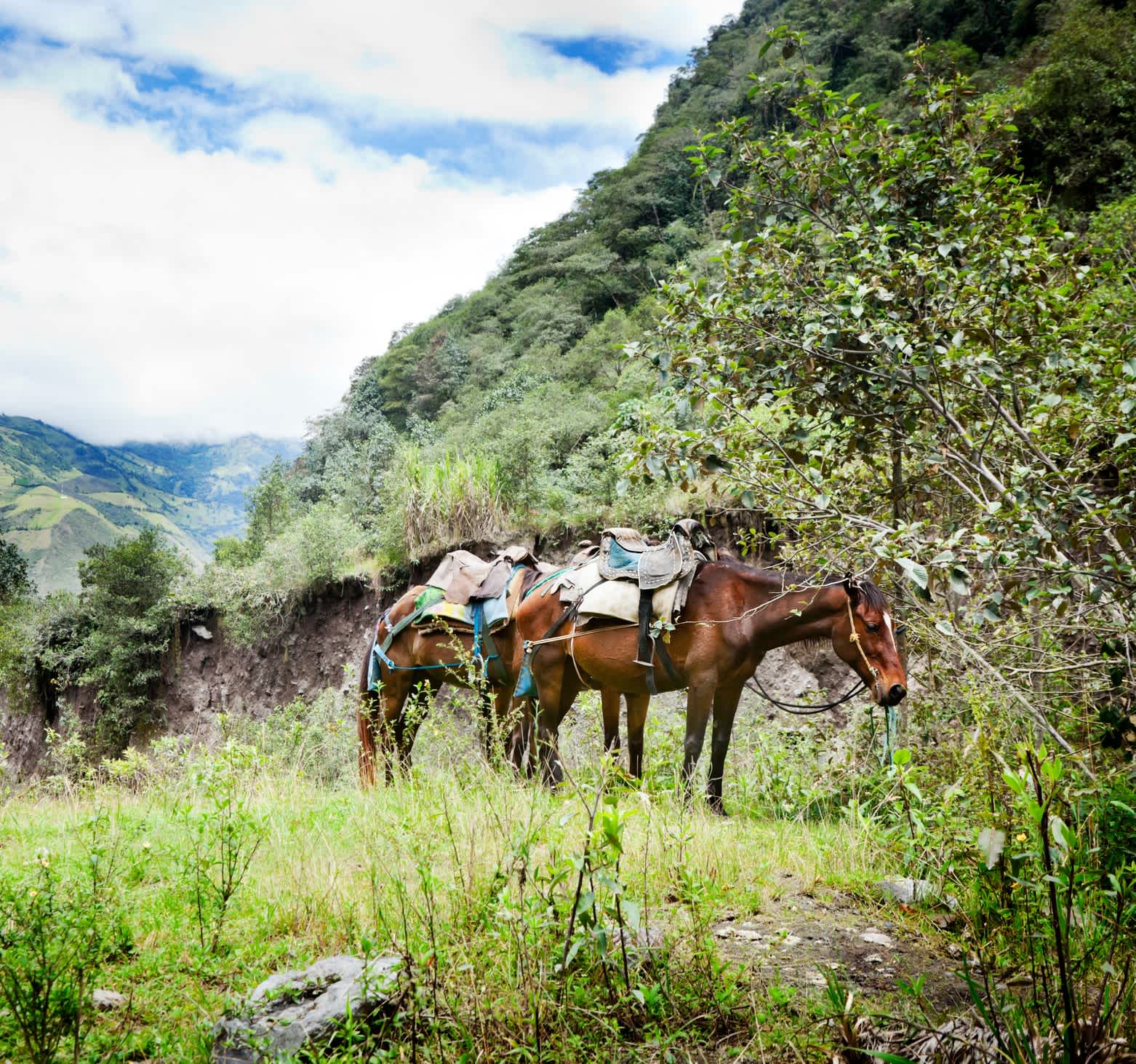 Pferde mit Sätteln grasen in den Anden, Ecuador.

