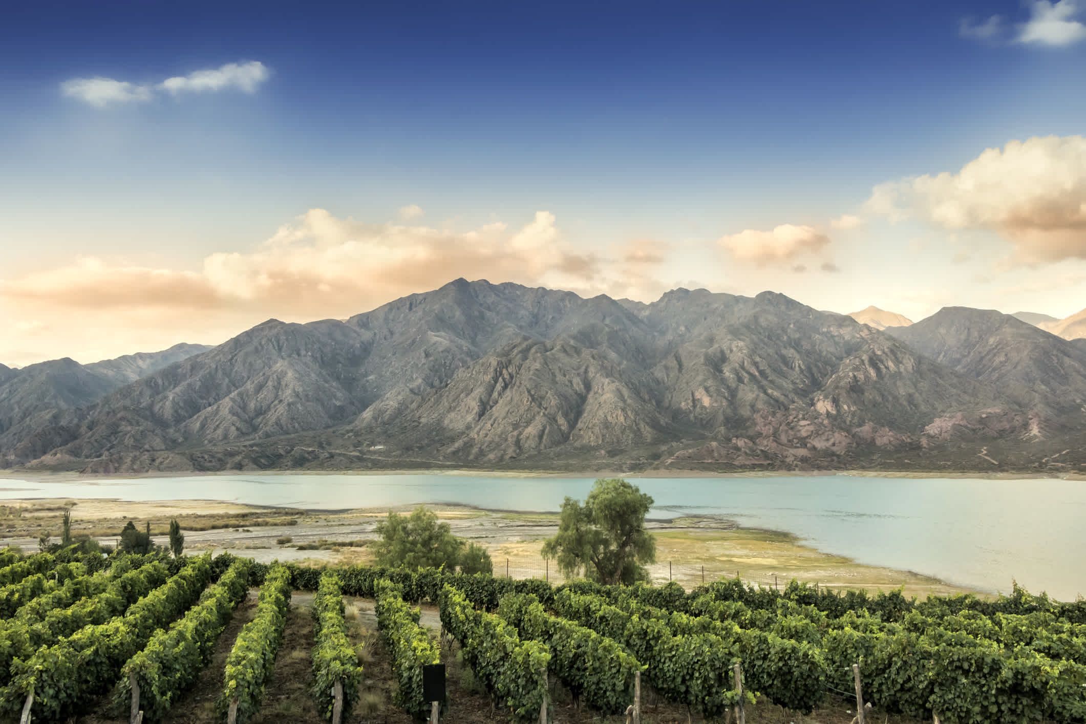 Malbec vineyard with the Andes mountain range in the background, Lujan de Cuyo, Mendoza, Argentina.

