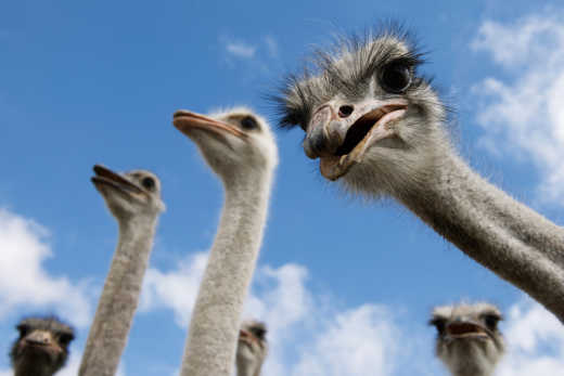 Plan your Phoenix Tour during the Ostrich Festival, one of the most popular events of Phoenix.