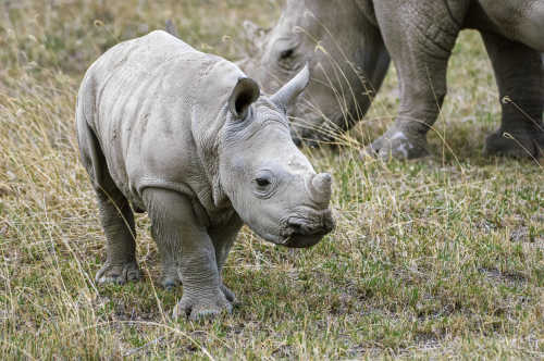 Solio Ranch au Kenya, un parc animalier encore méconnu avec des rhinocéros