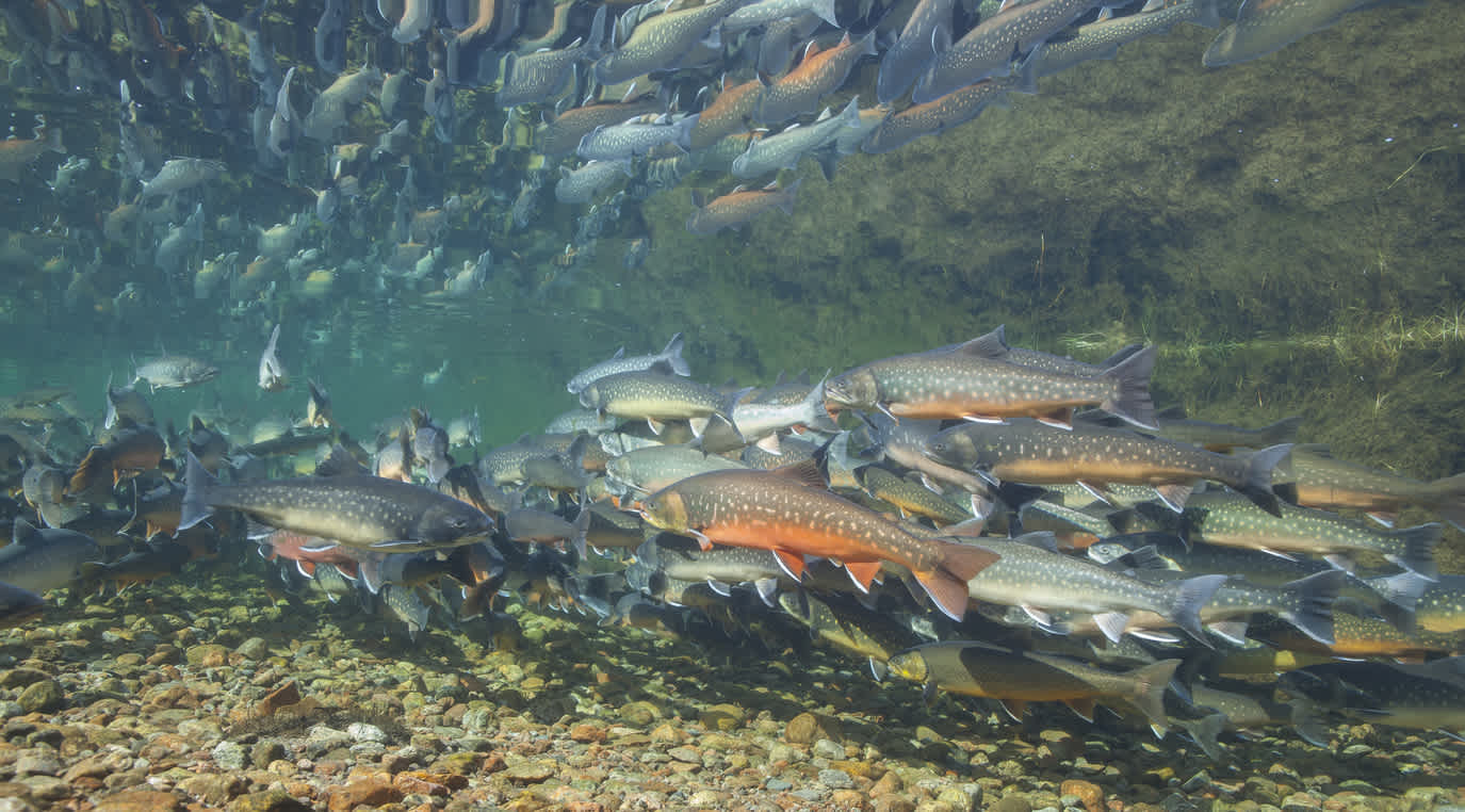 Probieren Sie während Ihres Aufenthalts in Nunavut die vielen frischen lokalen Produkte, wie z. B. den wilden Seesaibling, der zur Familie der Wildlachse gehört.