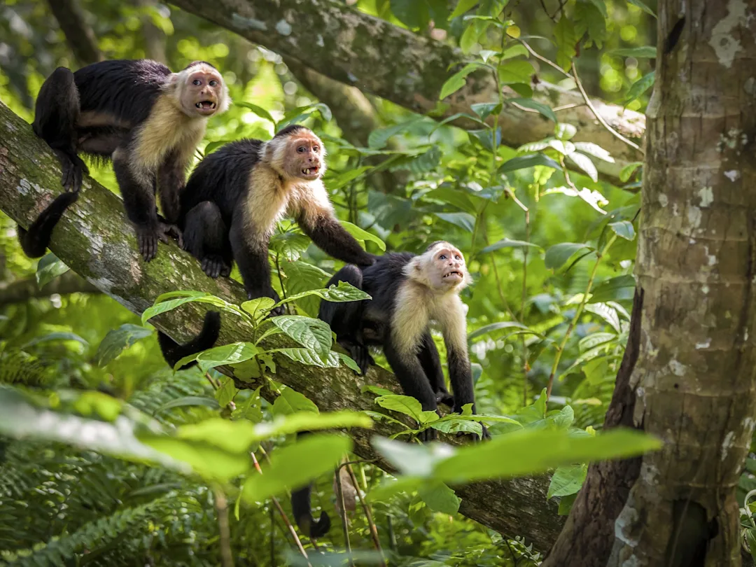 Itinéraire 1 mois au Costa Rica : aventure et beauté naturelle