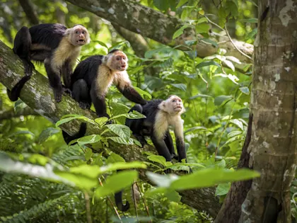 Itinéraire 1 mois au Costa Rica - Image 1