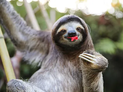 2 Wochen ab Panama City mit Panamakanal, Berg- & Surforten - Image 3