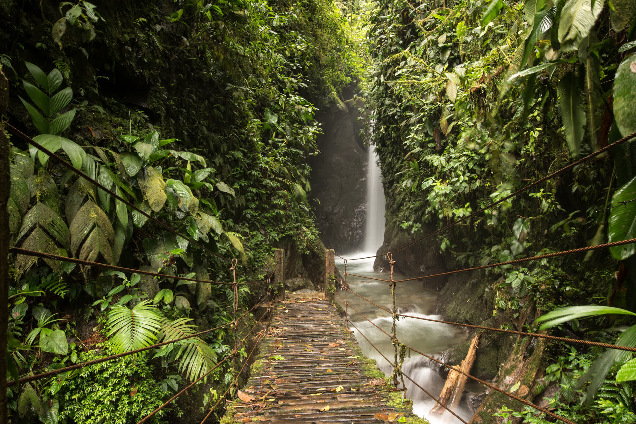 Passerelle en bois à travers la forêt tropicale, à Mindo, en Équateur