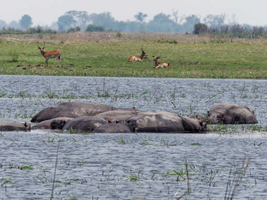 Hippopotames dans la rivière avec des biches en arrière-plan, Rivière de Mashi, à Caprivi, en Namibie.