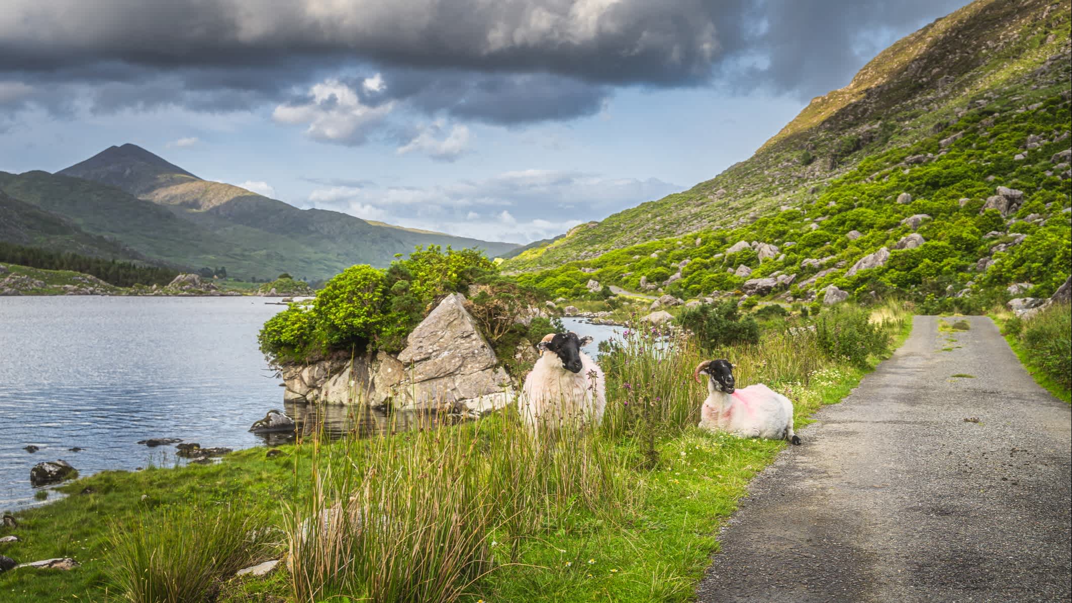 Deux moutons dans la Black Valley, Ring of Kerry, Irlande.

