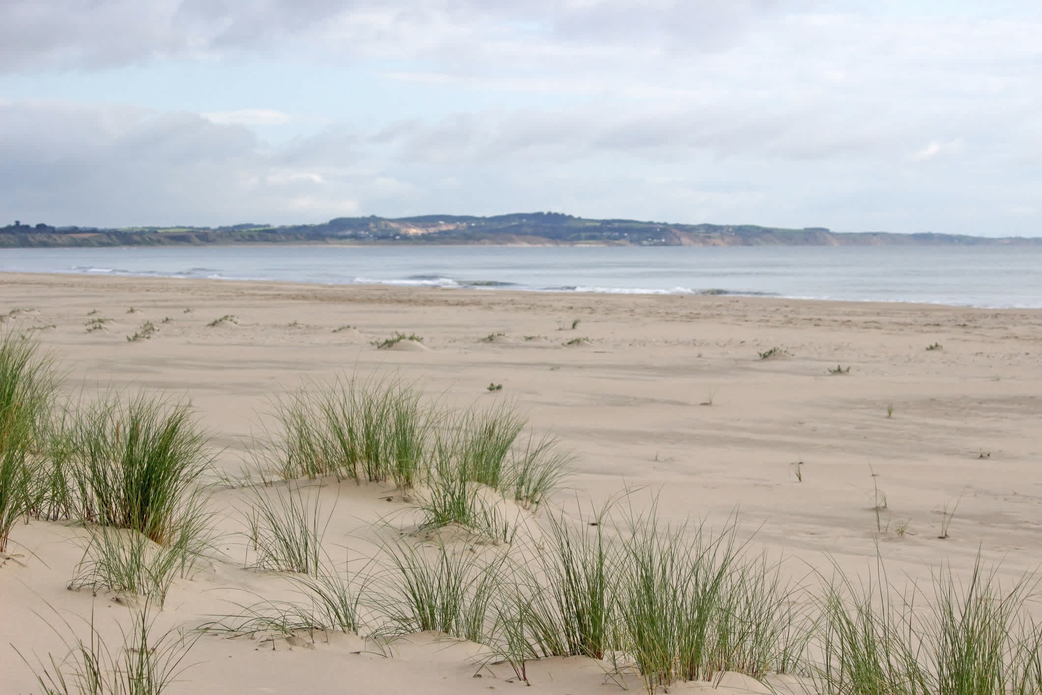 Grasbewachsene Dünen am Strand von Curracloe in Wexford, Irland. 