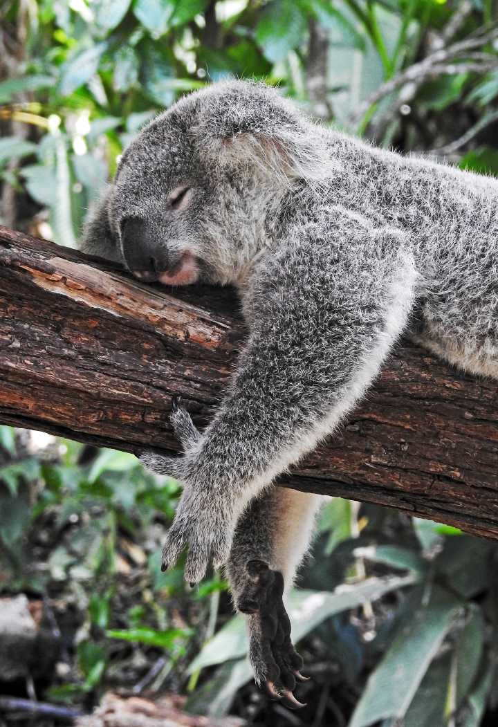 Un koala au poil gris endormie sur une branche d'arbre en pleine nature et pris en photo pendant un voyage en Australie.