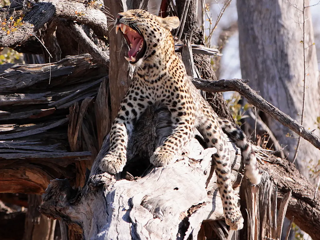 Gähnender Leopard ruht auf einem trockenen Baumstamm in der Wildnis. Botswana.