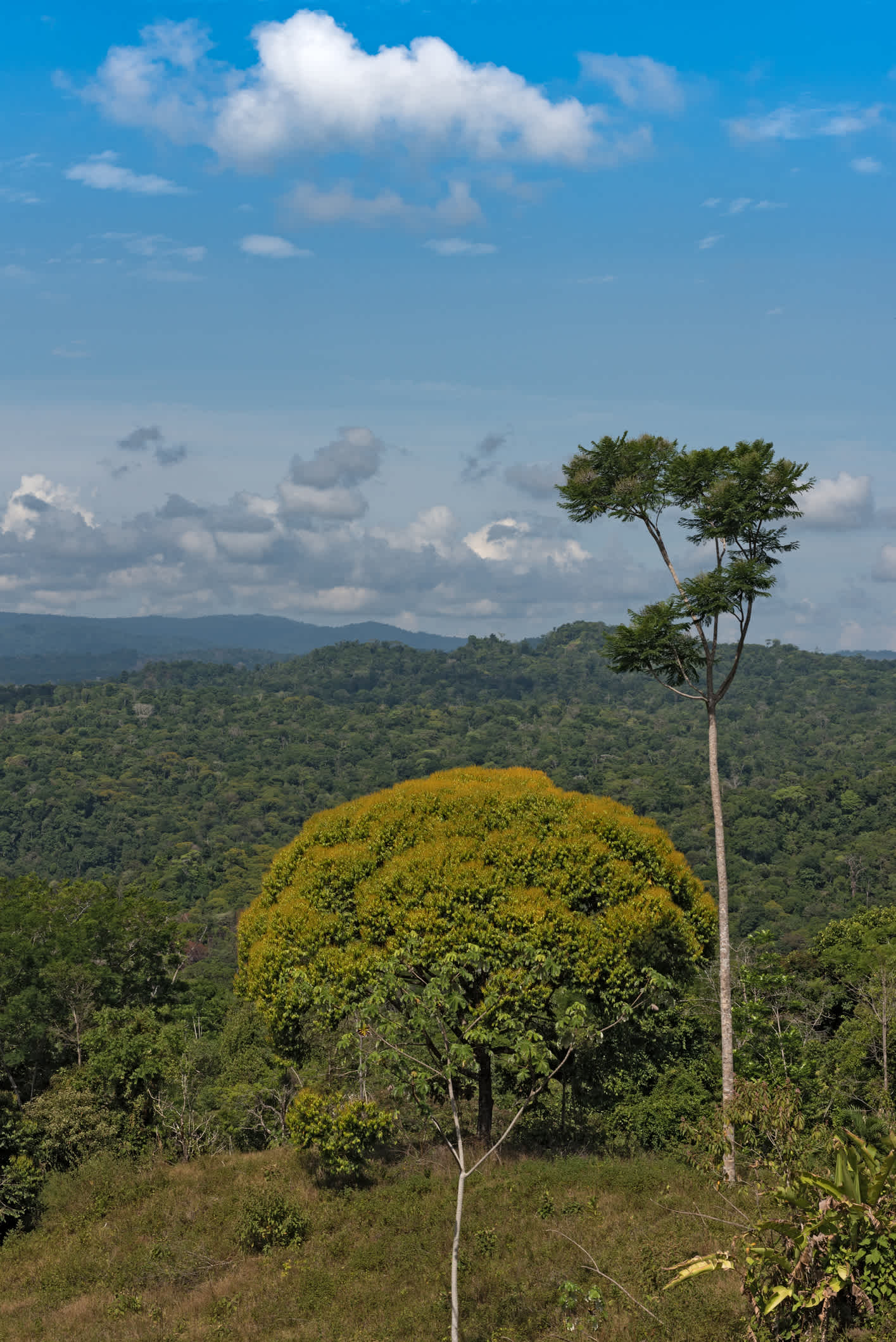 Les paysages de la jungle dans le parc national de Piedras Blancas