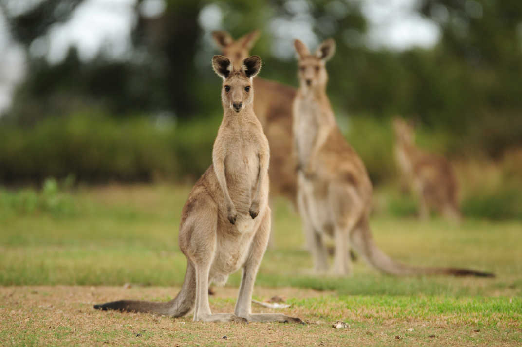 Visitez Kangaroo Island pendant vos vacances en Australie où vous pourrez observer l'animal emblème de l'australie.