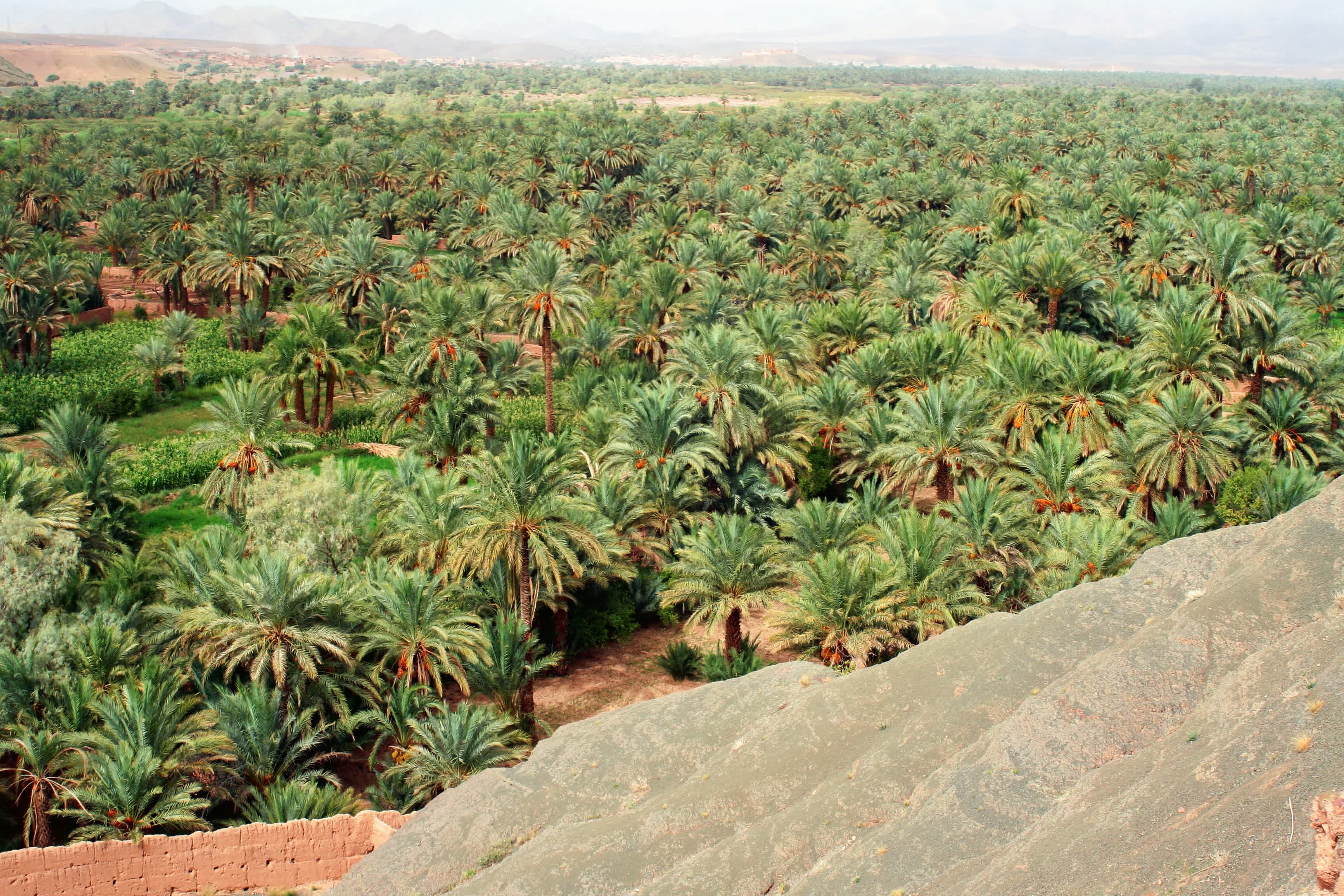 Die schöne grüne Oase mit den Palmenhainen des Draa Tals inmitten der Wüste