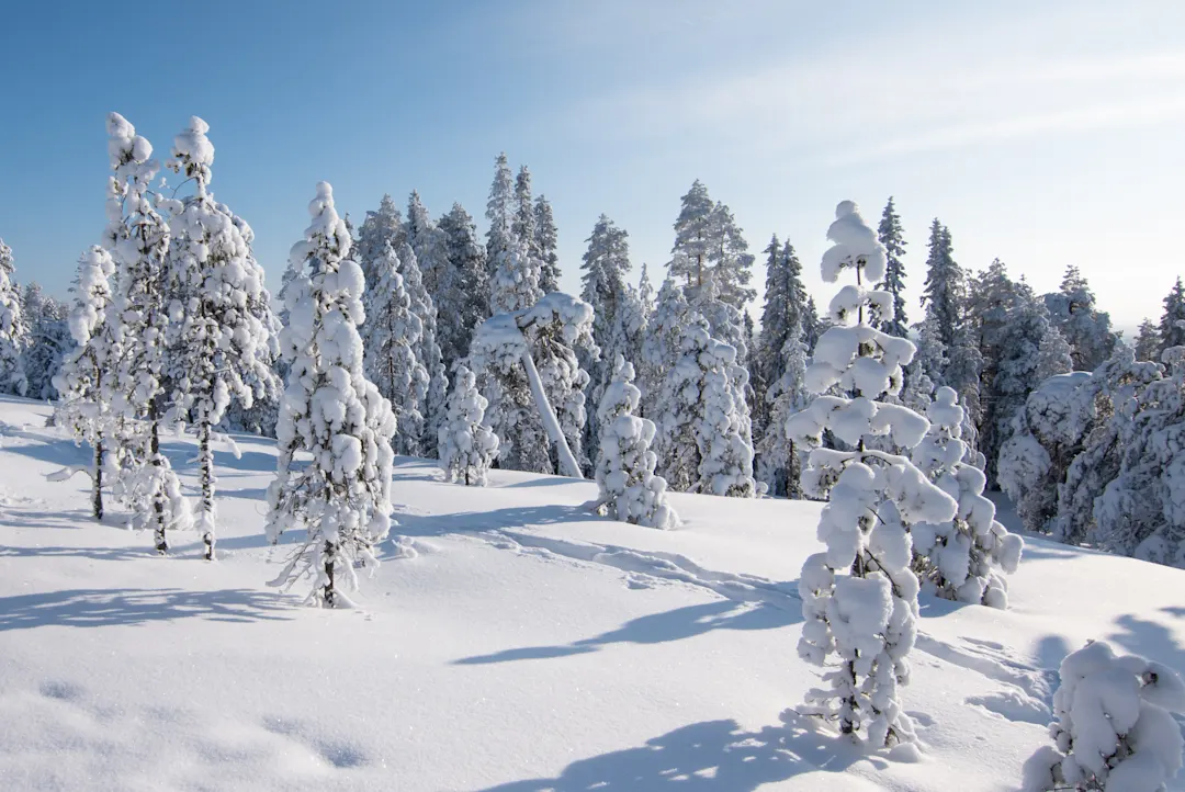Rovaniemi, Finnland, Nationalpark, Wald, Winter