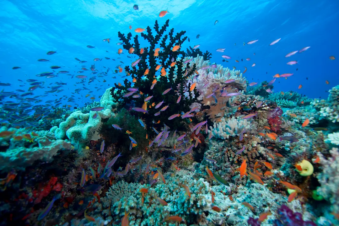 Fidschi-Inseln, Vanua Levu, Unterwasserwelt Bunte Fische im Korallenriff