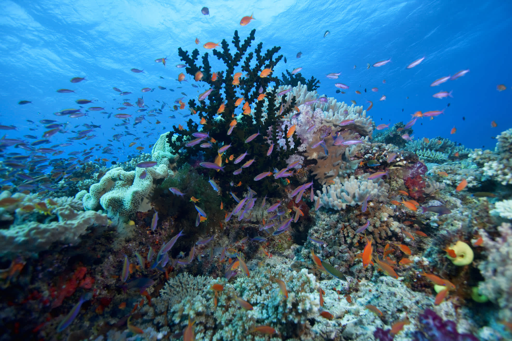 Bunte Fische im Korallenriff