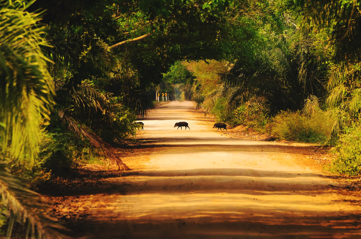 Groupe de sangliers traversant une route non goudronnée dans la région du Pantanal au Brésil.