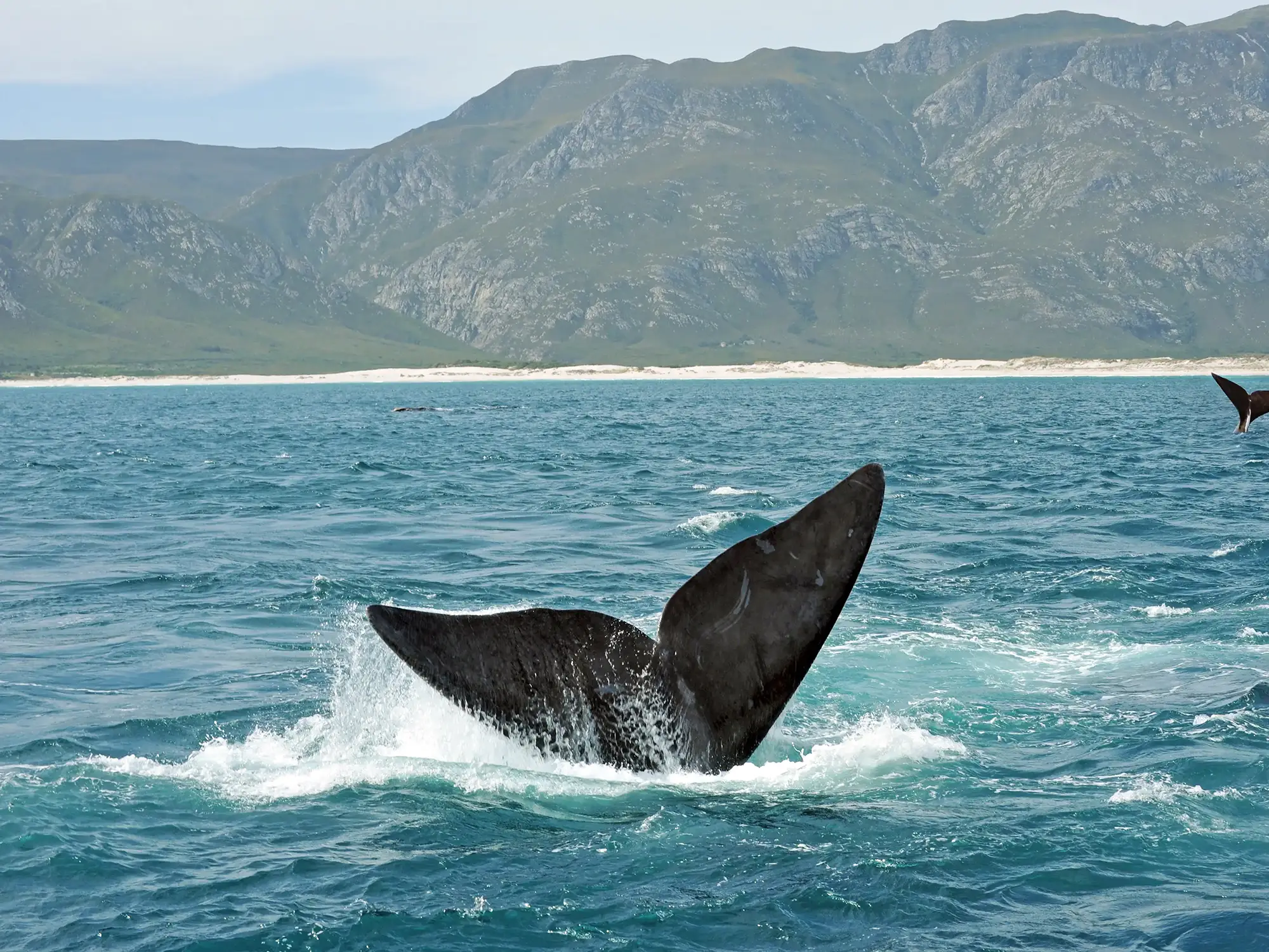 Die Schwanzflosse eines Wals taucht in der Nähe einer Küste mit sandigen Ufern und grünen Bergen im Hintergrund aus dem Meer auf. In der Ferne ist die Schwanzflosse eines anderen Wals zu sehen.