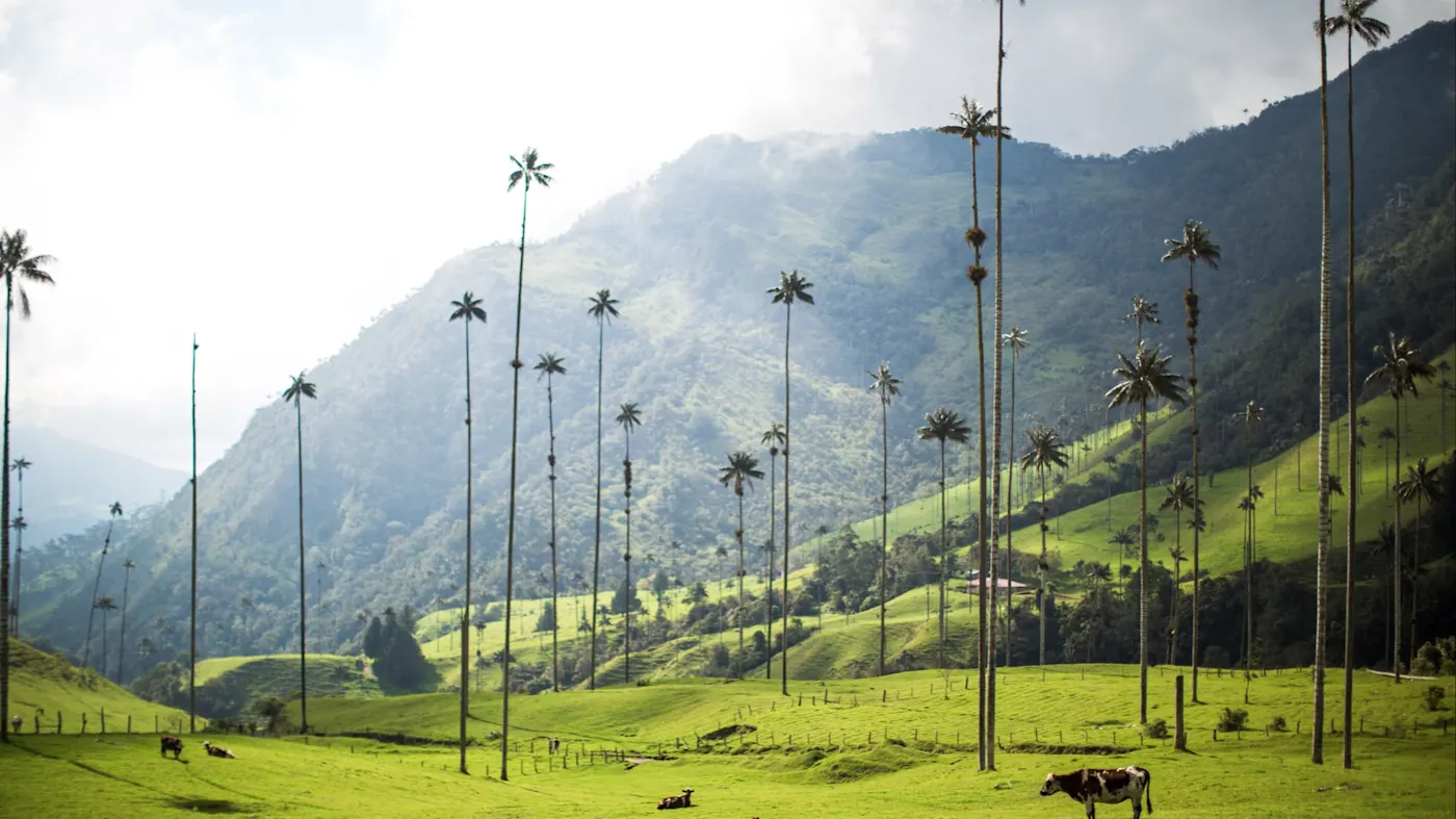 Salento, Quindío, Kolumbien, Das Cocora-Tal mit seinen berühmten Wachspalmen und grünen Weiden. Salento, Quindío, Kolumbien.