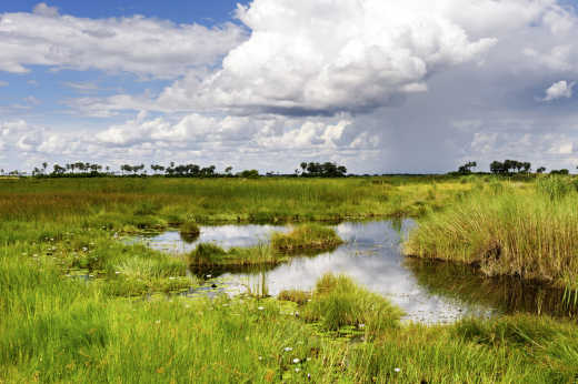 Grüne Landschaft in der Regenzeit, Selinda Concession,Botswana