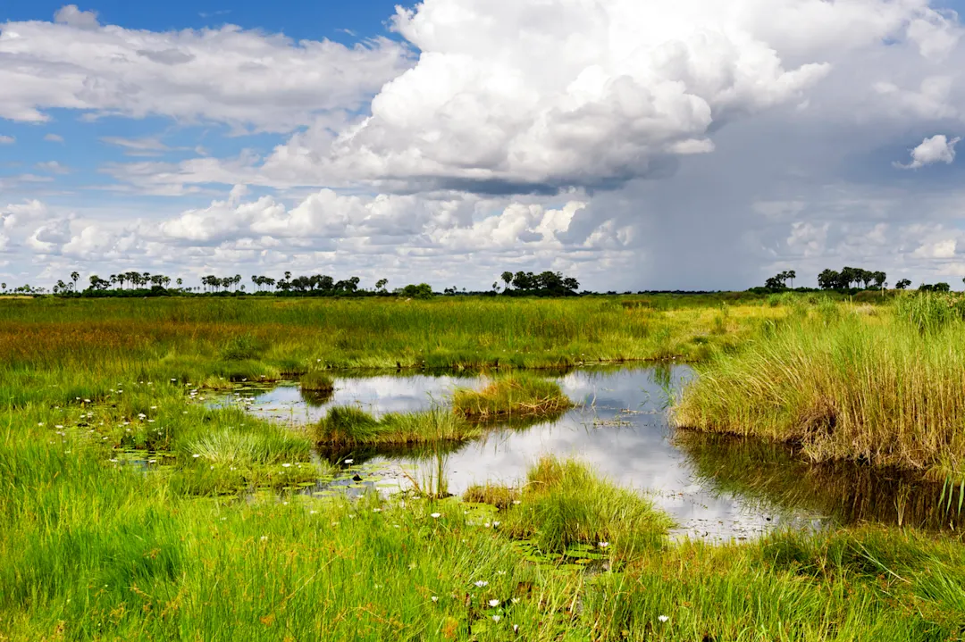 Botswana, Chobe, Linyanti Grüne Landschaft in der Regenzeit, Selinda Concession,Botswana