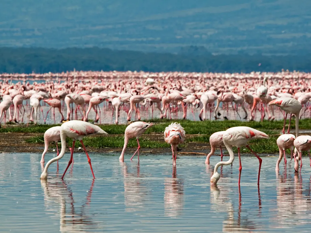 Kenia, Lake Nakuru, Flamingos Riesige Gruppe rosa Flamingos steht im flachen Wasser mit grüner Landschaft im Hintergrund. Lake Nakuru, Kenia.