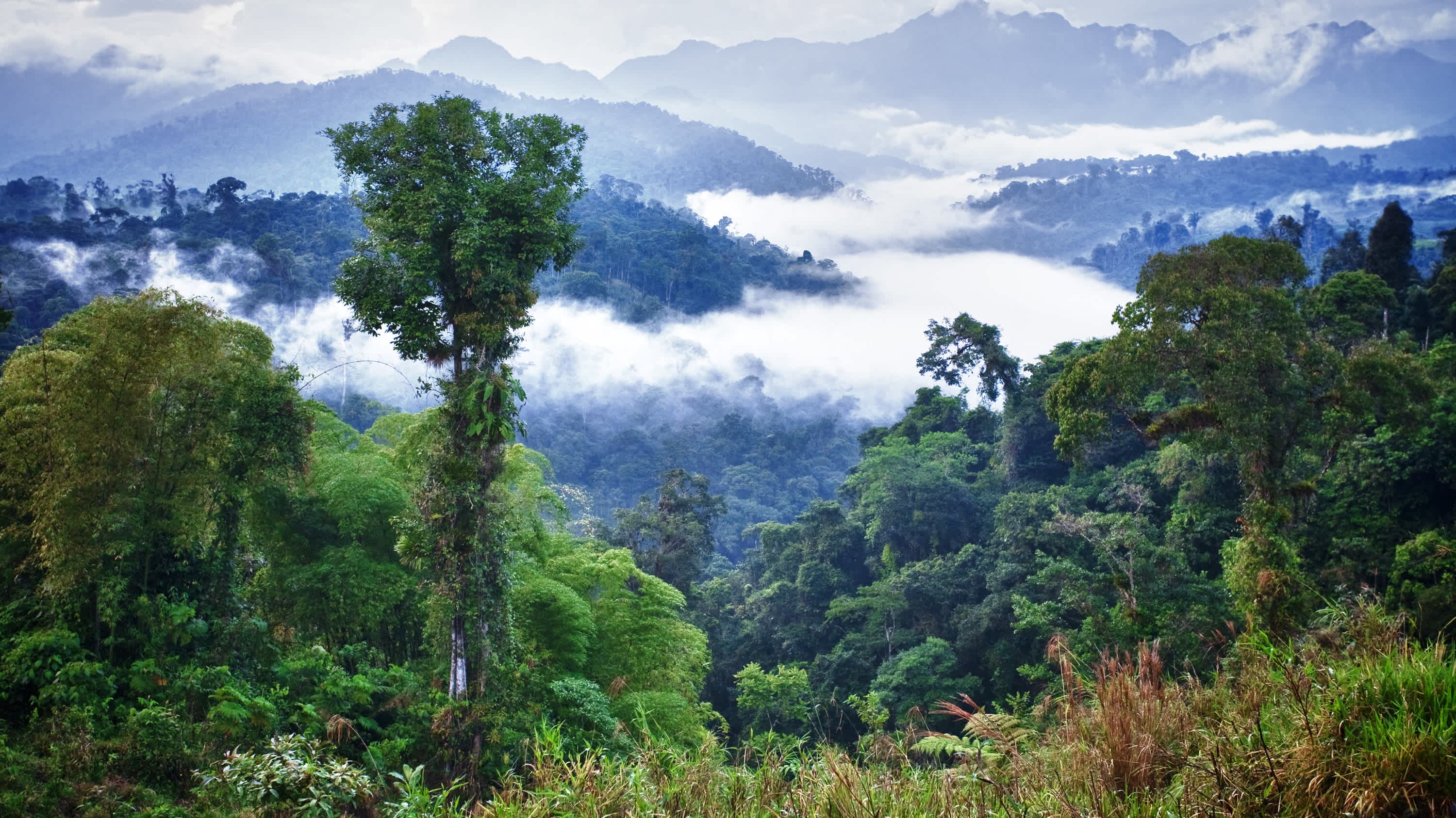 Vue des montagnes dans le brouillard depuis la forêt, en Équateur. 