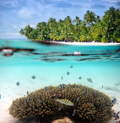 Sri Lanka & Malediven: Sattgrüne Plantagen und weiße Strände - Image 3