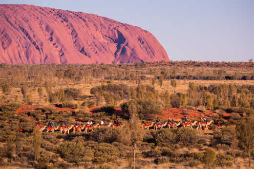 Nehmen Sie am Uluru Camel Cup teil, einem Kamelrennen während Ihres Uluru-Roadtrips.